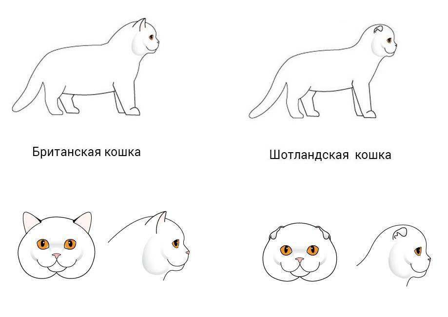 Двое из ларца: как отличить британскую кошку от шотландской