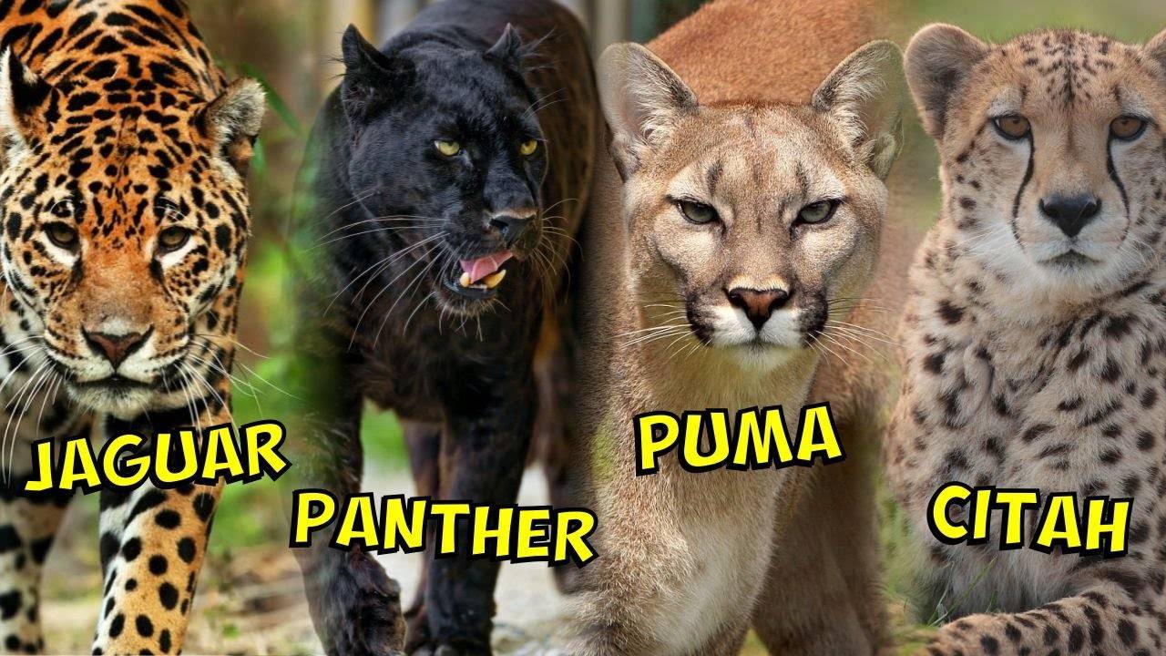 Panther vs. jaguar: what are the differences? – difference camp