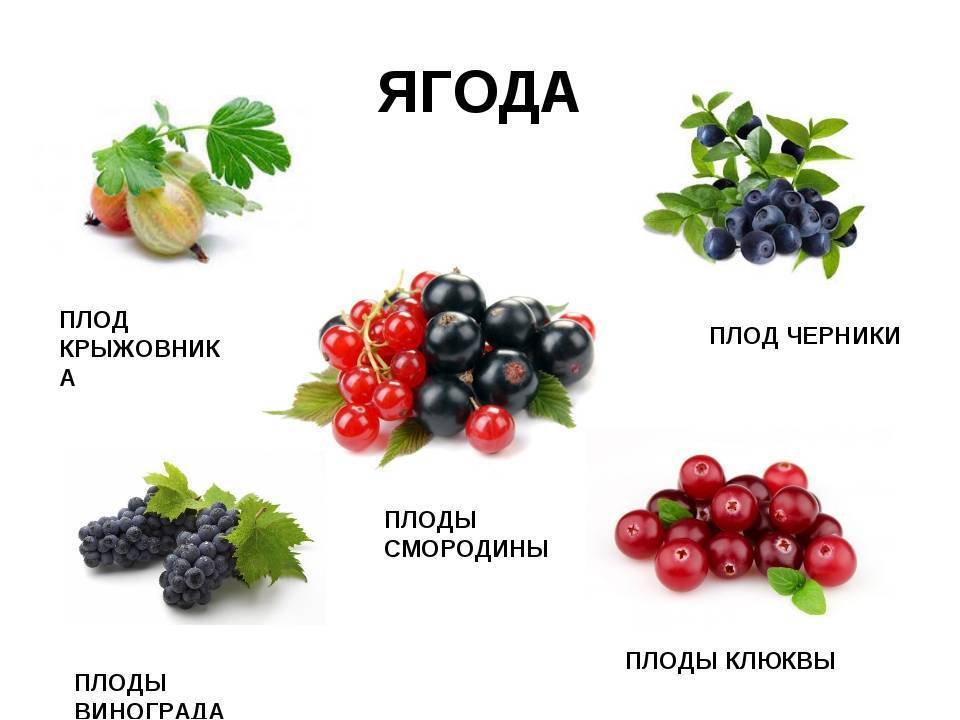 Как отличить овощи от фруктов. сравнение фрукта и ягоды