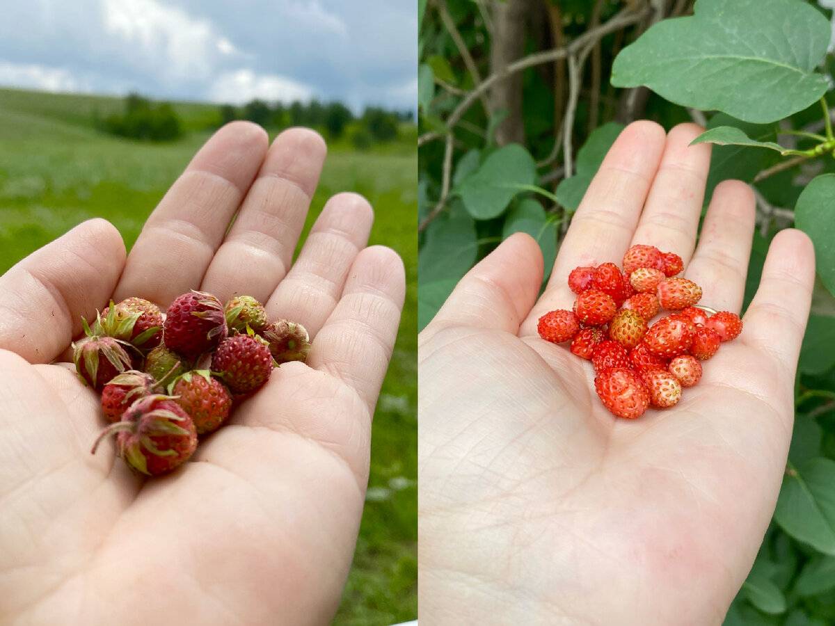 Чем отличается клубника от земляники: какая между ними разница