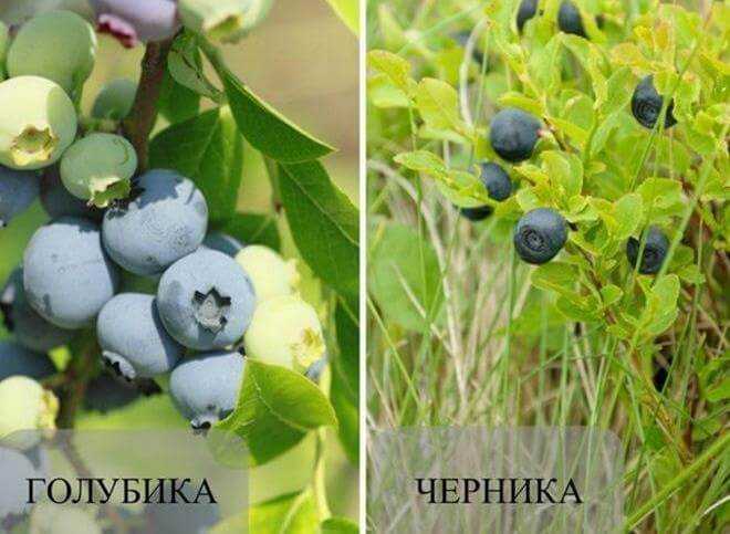 Голубика и черника: в чем разница, что полезнее?