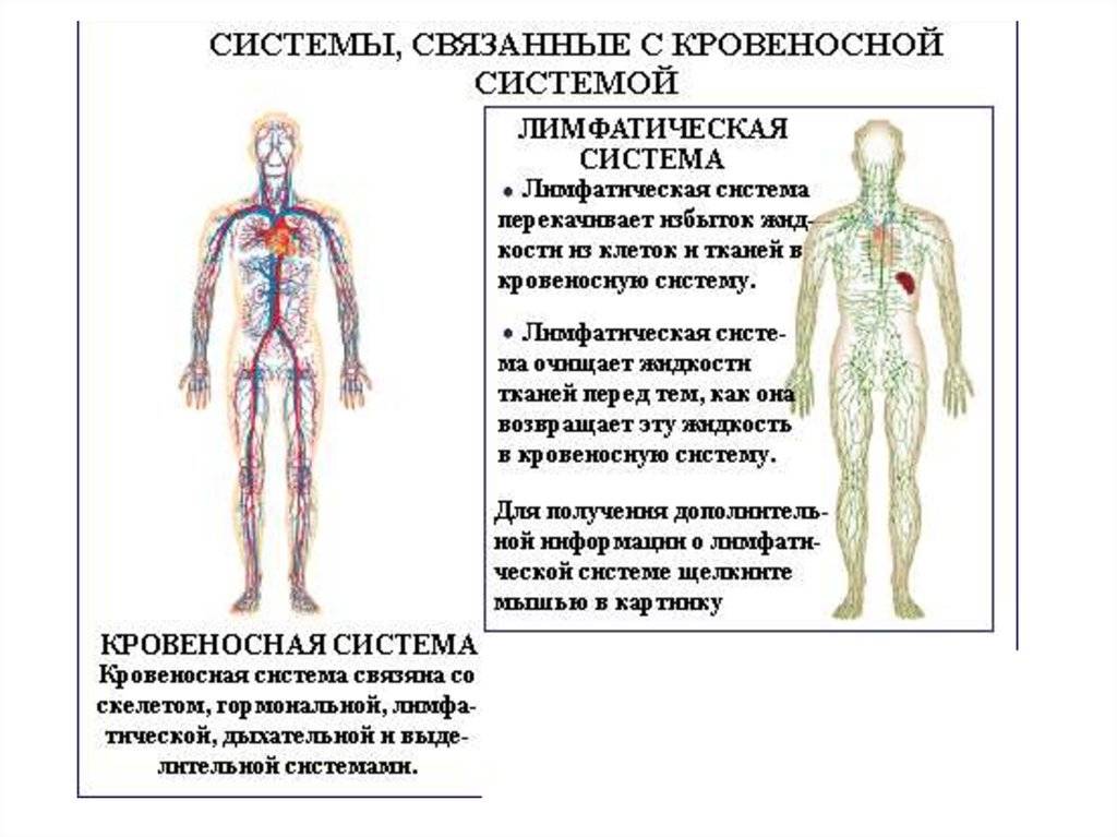 Отличие крови от лимфы: по составу, внешнему виду, функциям, свойства крови и лимфы