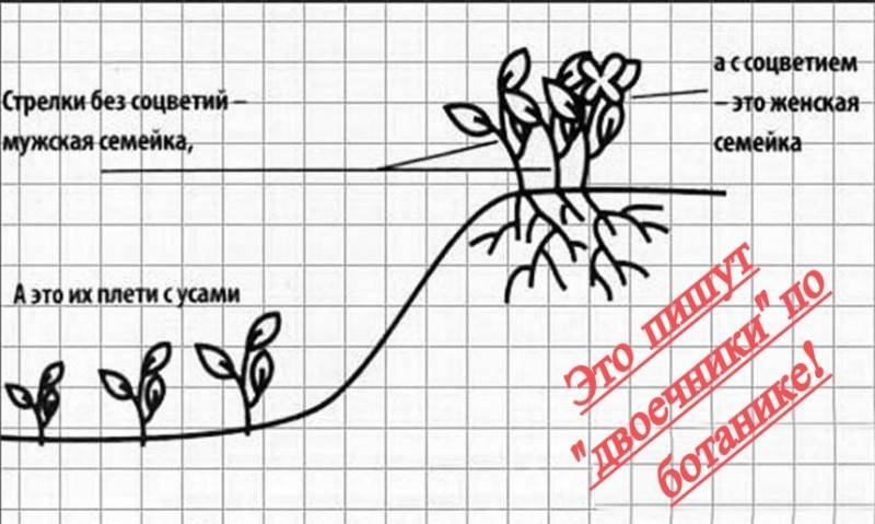 Как распознать какие усы у клубники женские. как отличить женский куст клубники от мужского и для чего