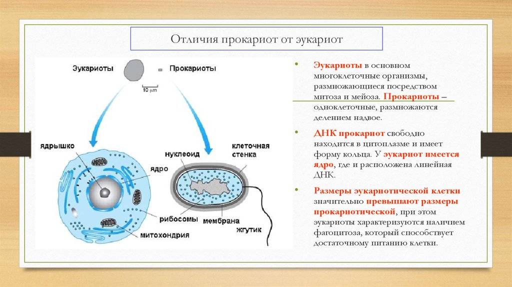 Эукариоты на сайте игоря гаршина. протисты