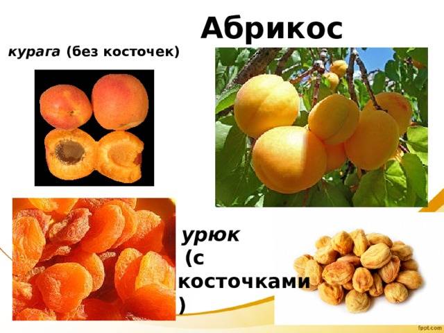 В чём разница между урюком и курагой: что общего между урюком и курагой, чем они отличаются