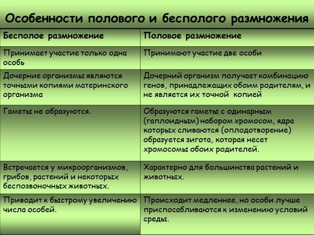 Особенности размножения животных