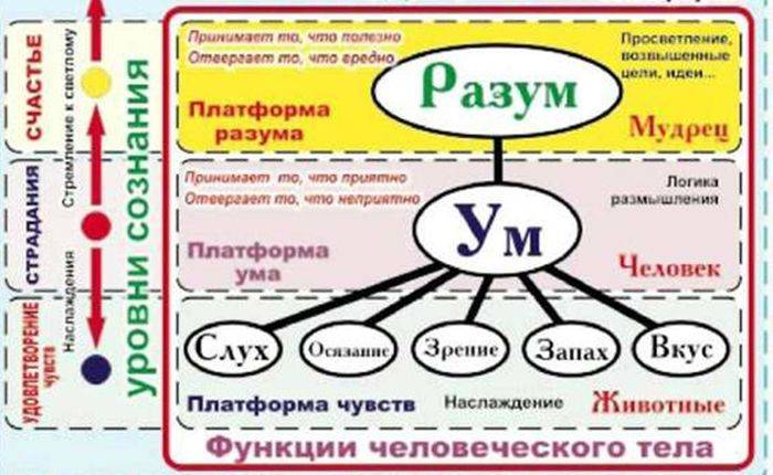 В чем разница умом и интеллектом? | в чем разница