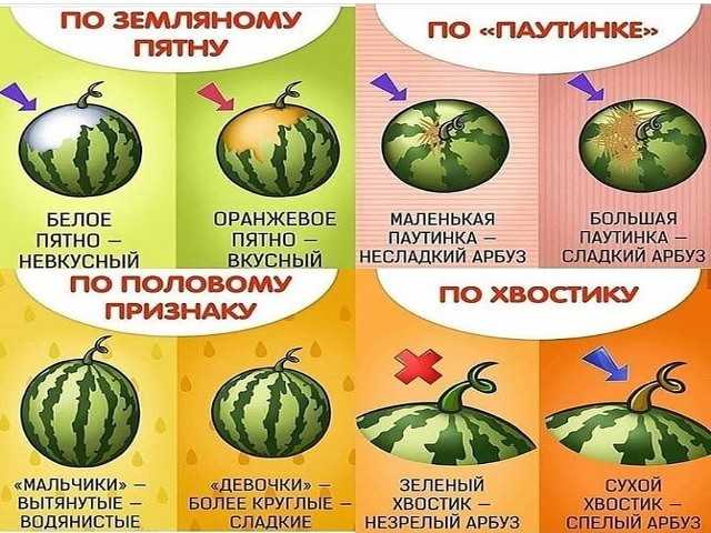 Как выбрать спелый и сладкий арбуз, признаки, что он без нитратов