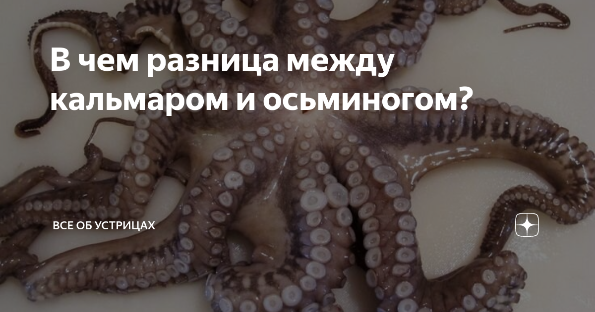 Как отличить кальмар от осьминога по вкусу: подробное сравнение