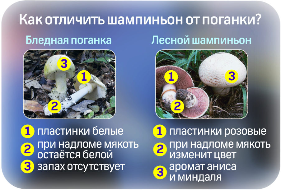 Отличие бледной поганки от шампиньона