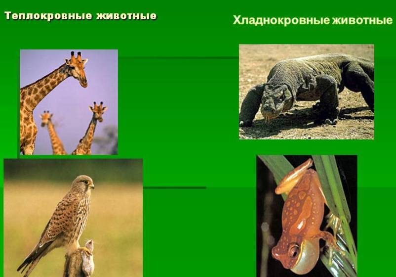 Чем отличается хладнокровное животное от теплокровного?