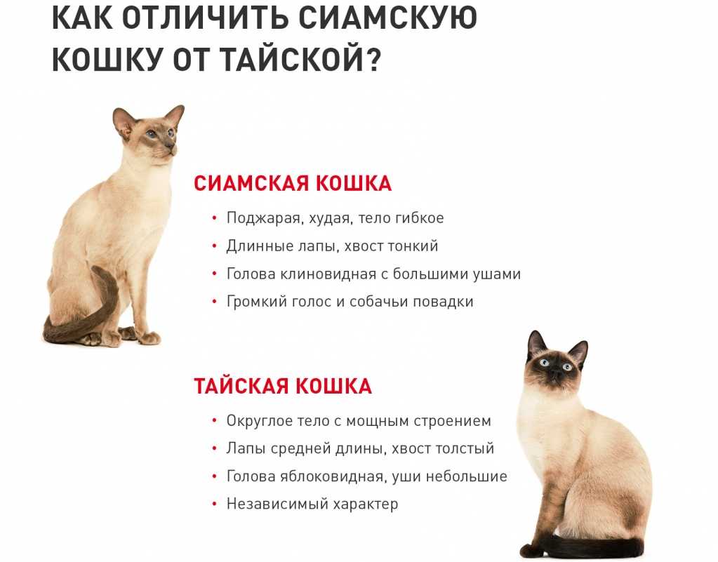 Тайская кошка и сиамская кошка — отличия между породами