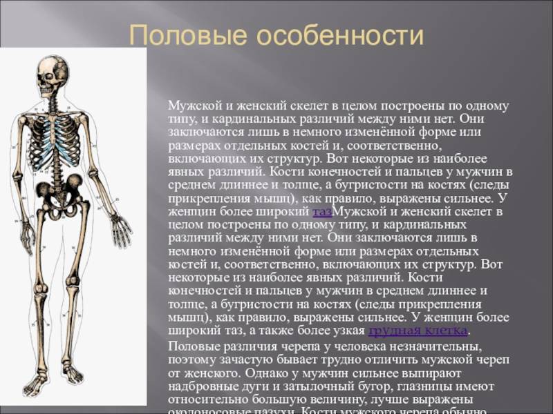 Особенности строения скелета мужчины и женщины: анатомическое сходство и различия