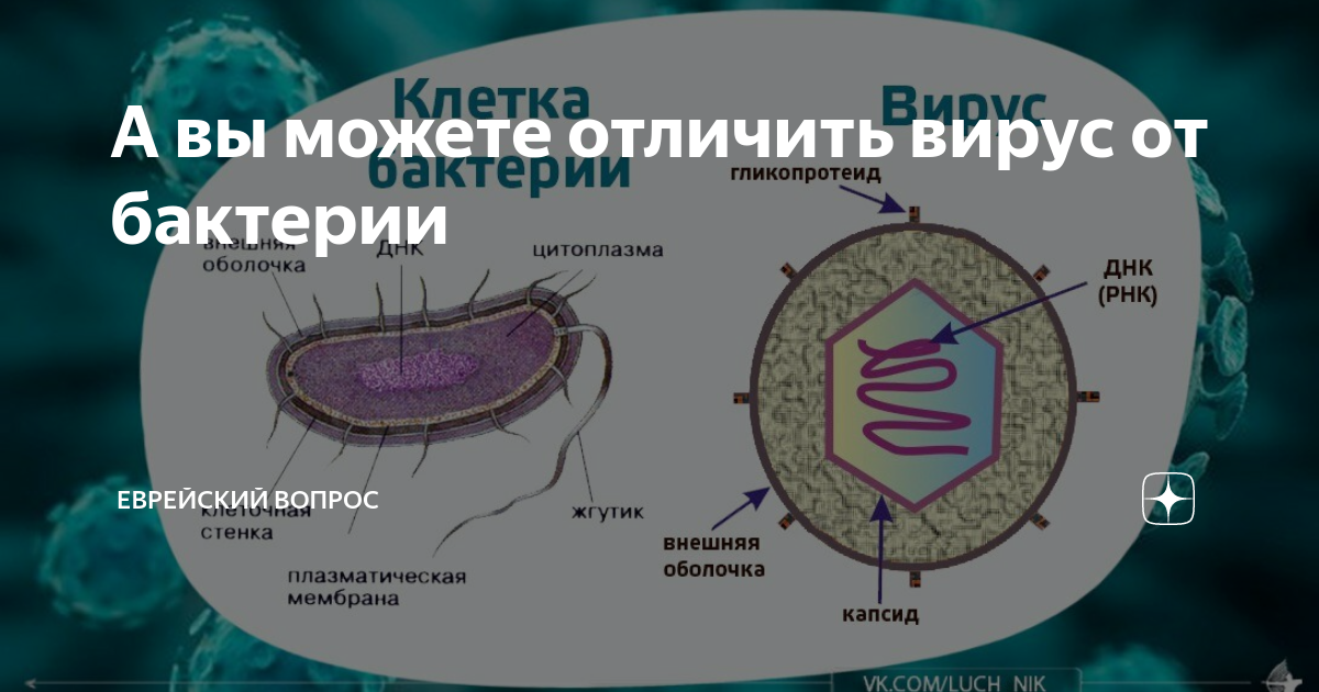 Микробы и бактерии в чем разница
