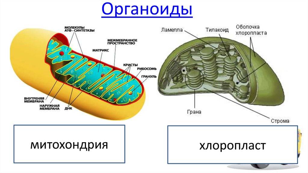 Хлоропласт – определение, функции и структура | fissi