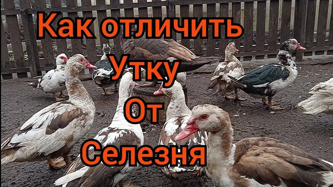 Индоутки: как отличить самку от самца с фото