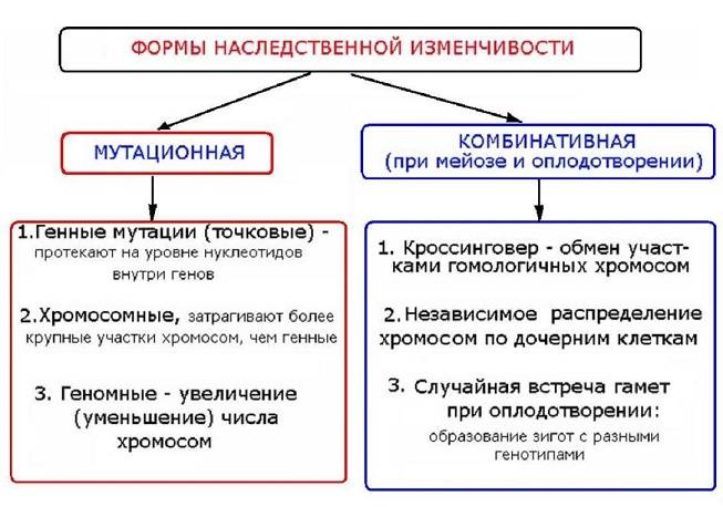 Чем отличается мутационная изменчивость от модификационной изменчивости