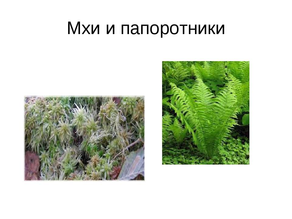 В чем отличия папоротников от мхов и есть ли разница – сравнение