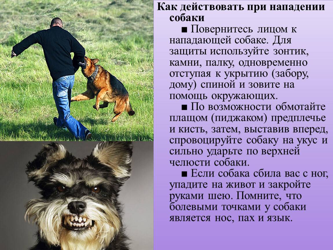 Если напала стая собак: советы кинологов по эффективной защите | «красный север»
