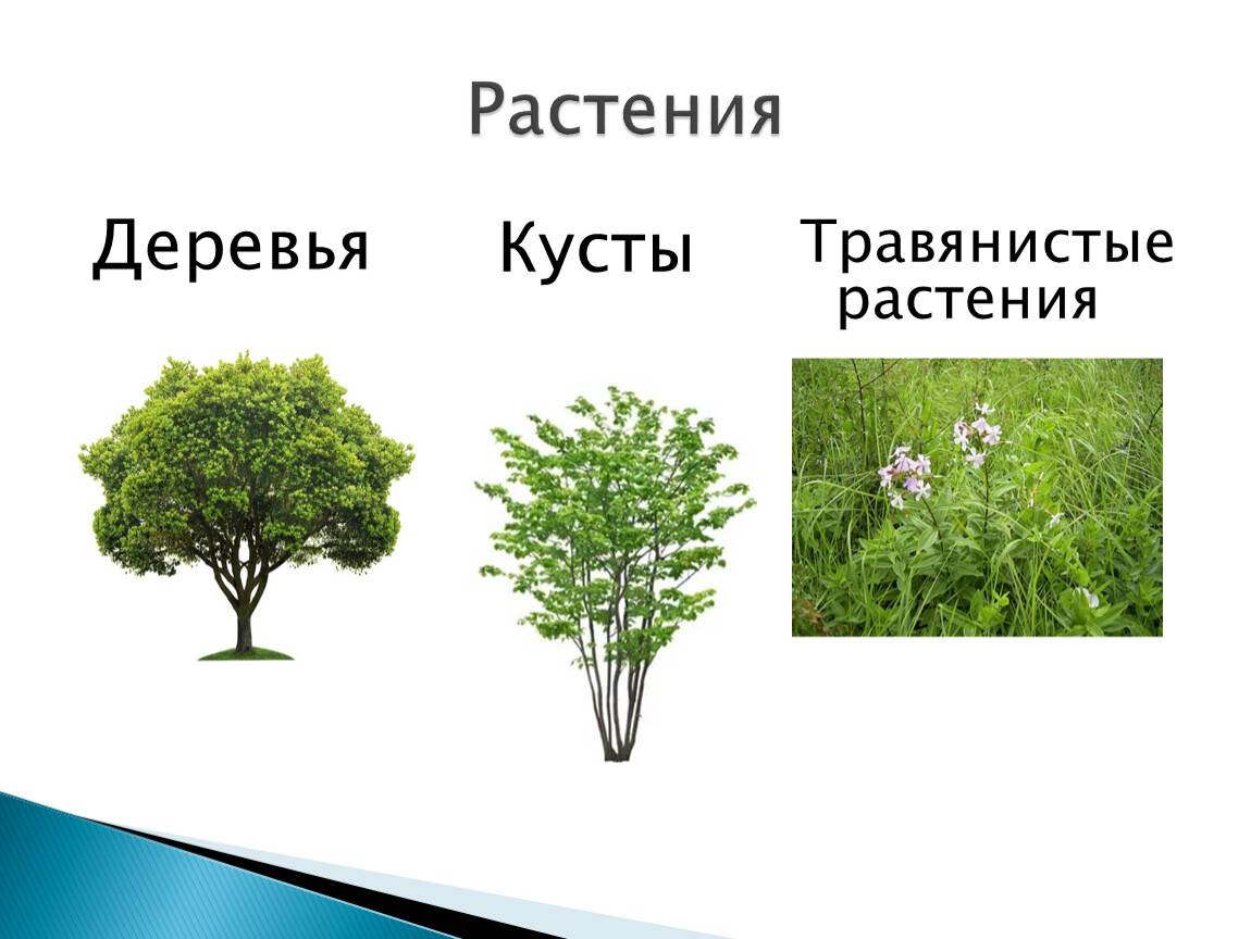 Чем отличаются друг от друга деревья кустарники и травы 2 класс окружающий мир