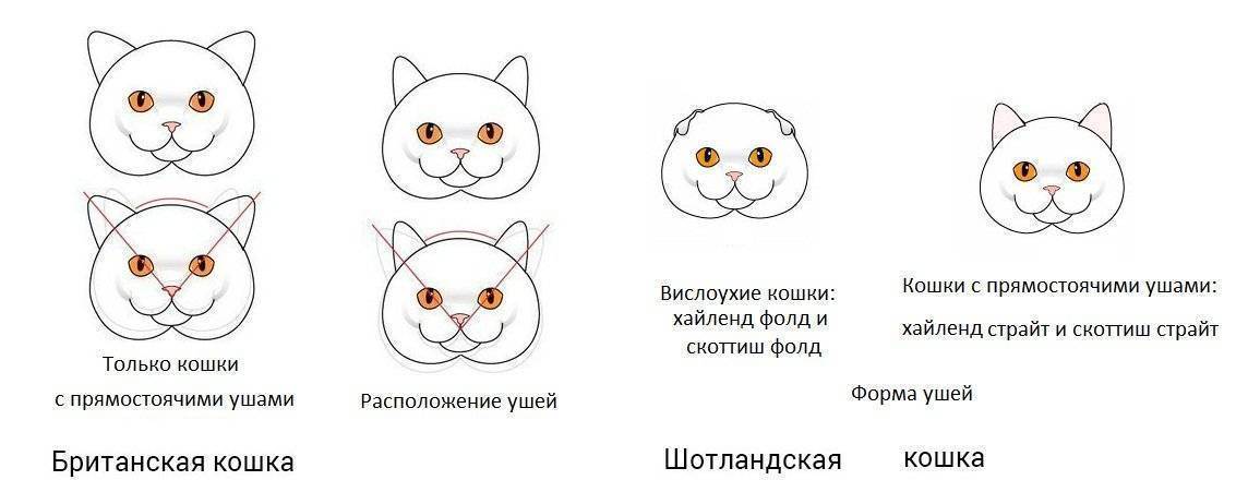 Породы британских и шотландских кошек: общие черты и отличия