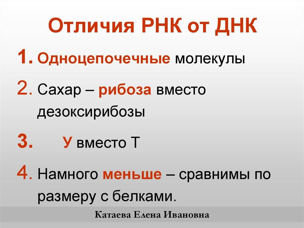Днк и рнк нуклеиновых кислот: строение и функции, различие