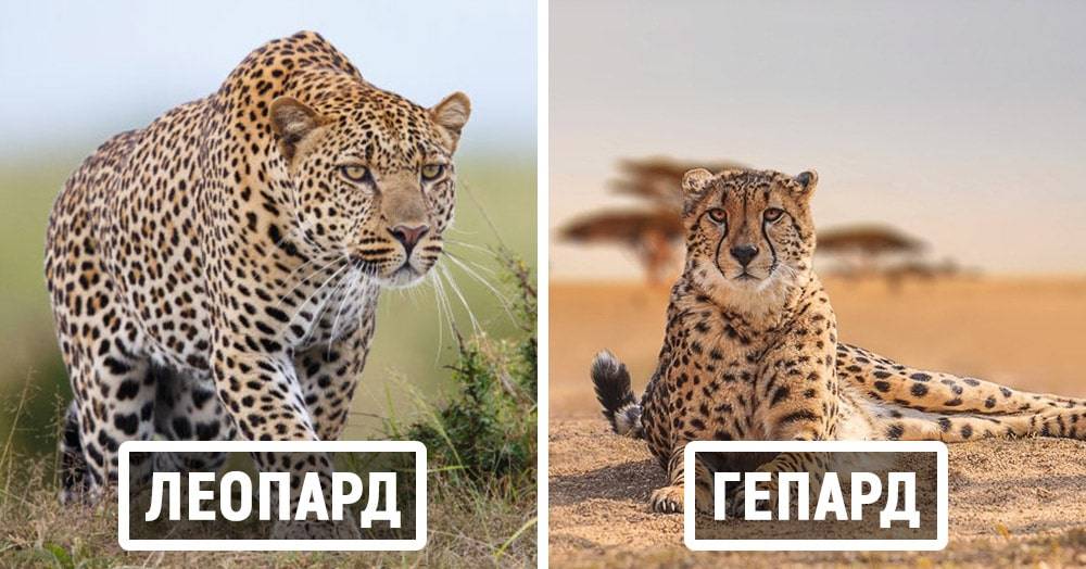 Отличия леопарда, гепарда и ягуара: особенности и характеристики - znaetskazhet.ru