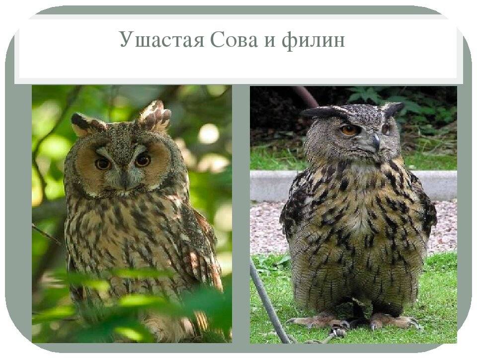 Чем отличается сова от филина и других птиц