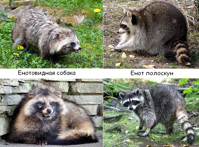 ᐉ чем отличается енот от енотовидной собаки? - zoomanji.ru