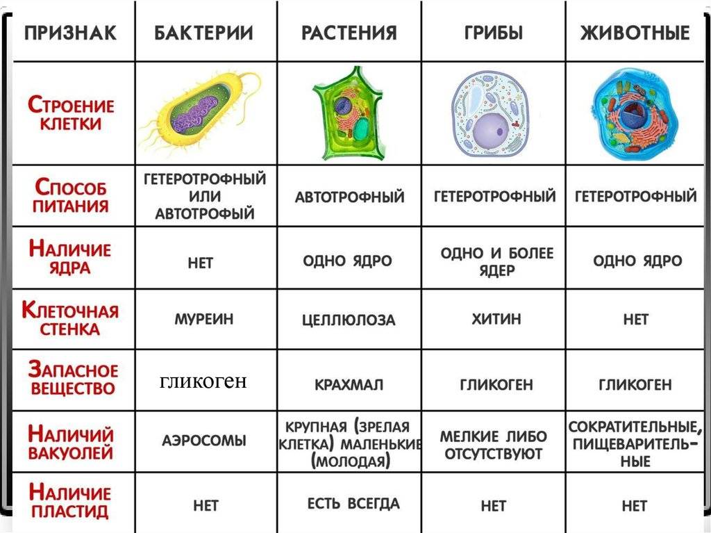 В чем заключается сходство и различие клеток каковы причины