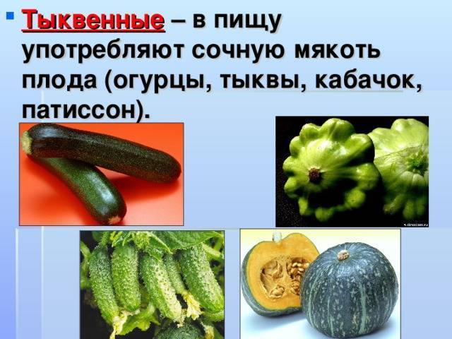 Как отличить рассаду кабачков от тыквы