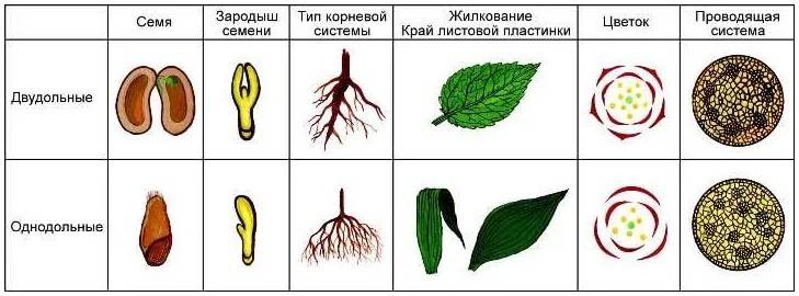 Однодольные и двудольные растения