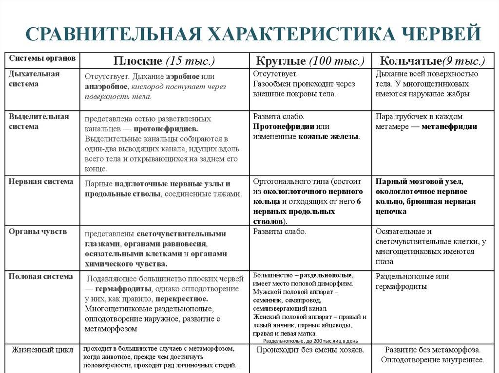 Тип кольчатые черви (annelida)