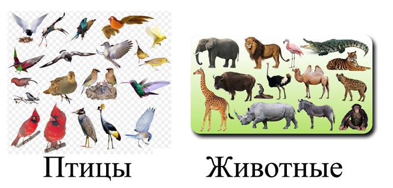 Разница между птицами и животными. чем птицы отличаются от животных чем птицы отличаются от других позвоночных