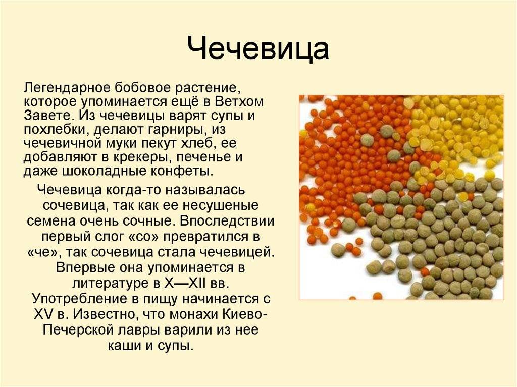 Чечевица - состав, калорийность, норма в день, польза и вред