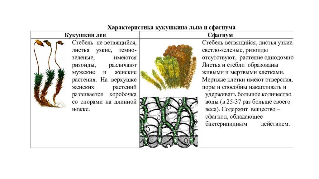 Кукушкин лен виды. сравнение мхов сфагнума и кукушкиного льна