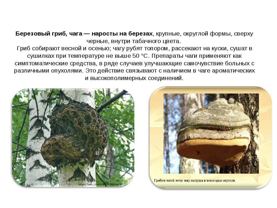 Чага