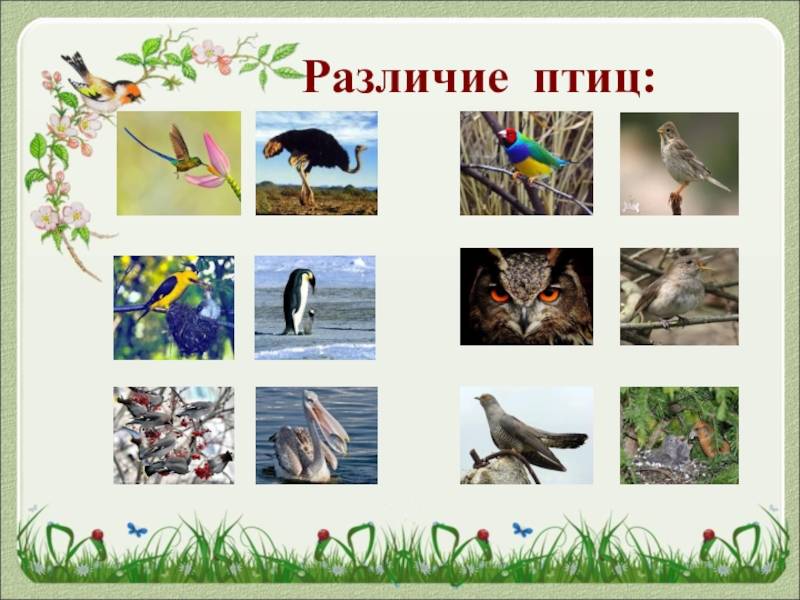 Разница между птицами и животными