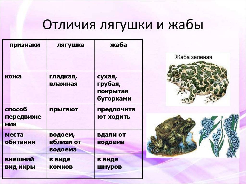 Жаба и лягушка: сходство и различия (детям 2 кл.) | дача