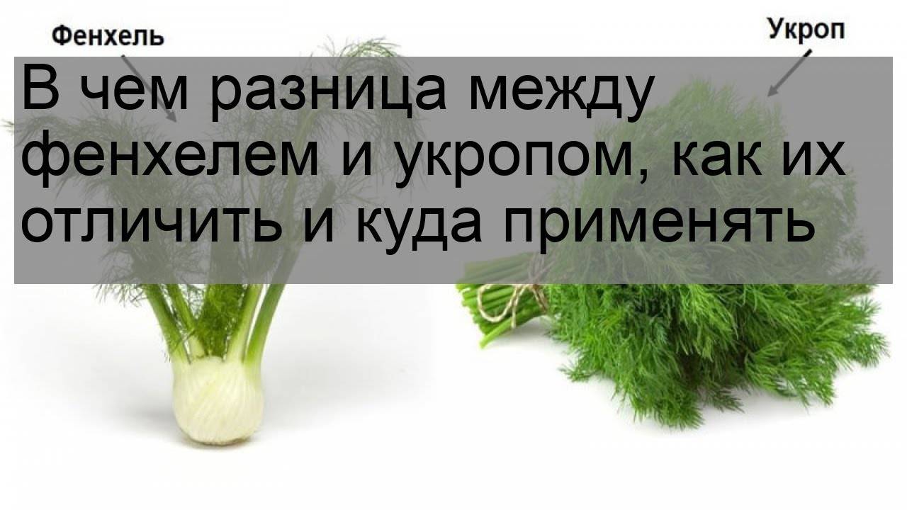 Фенхель и укроп: в чем разница или это одно и то же обычное растение с огорода, чем отличается применение и как используют для новорожденных?