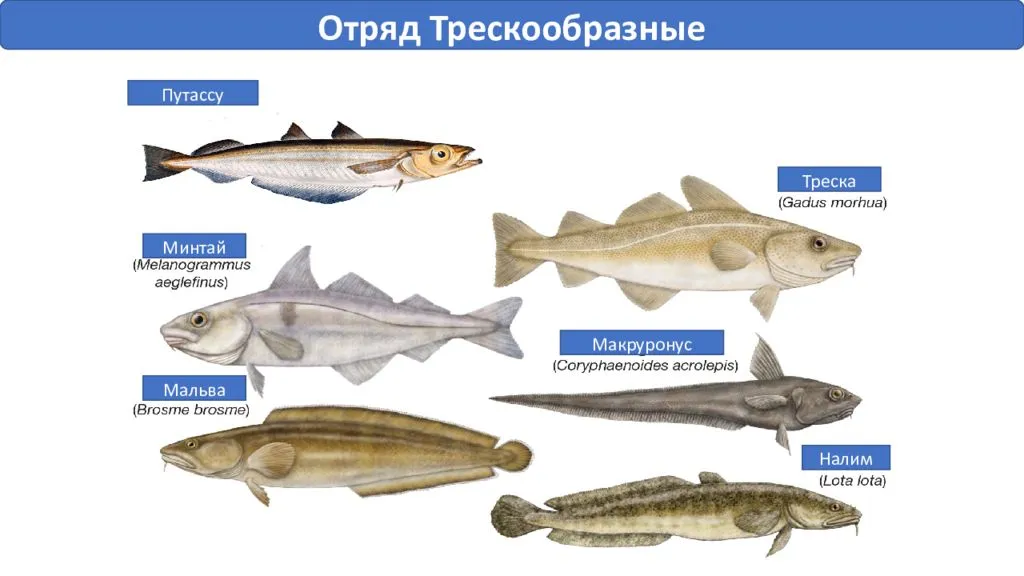 Что лучше — хек или минтай?