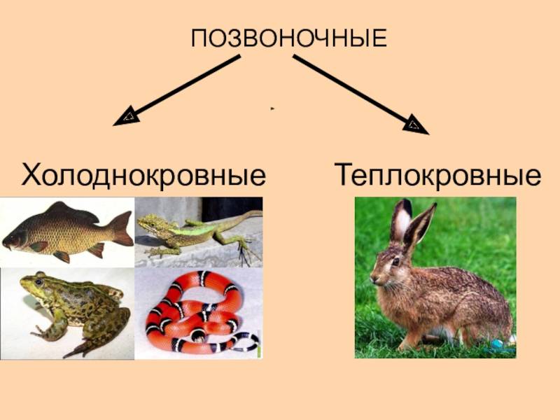 Хладнокровные животные. профессор знаев чем отличаются теплокровные организмы от холоднокровных