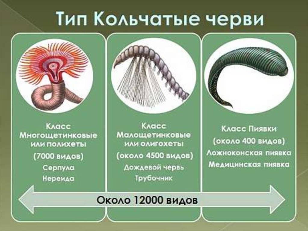 Чем отличаются кольчатые черви и круглые черви - сравнение особенностей и роли в природе - profi-guruask.ru