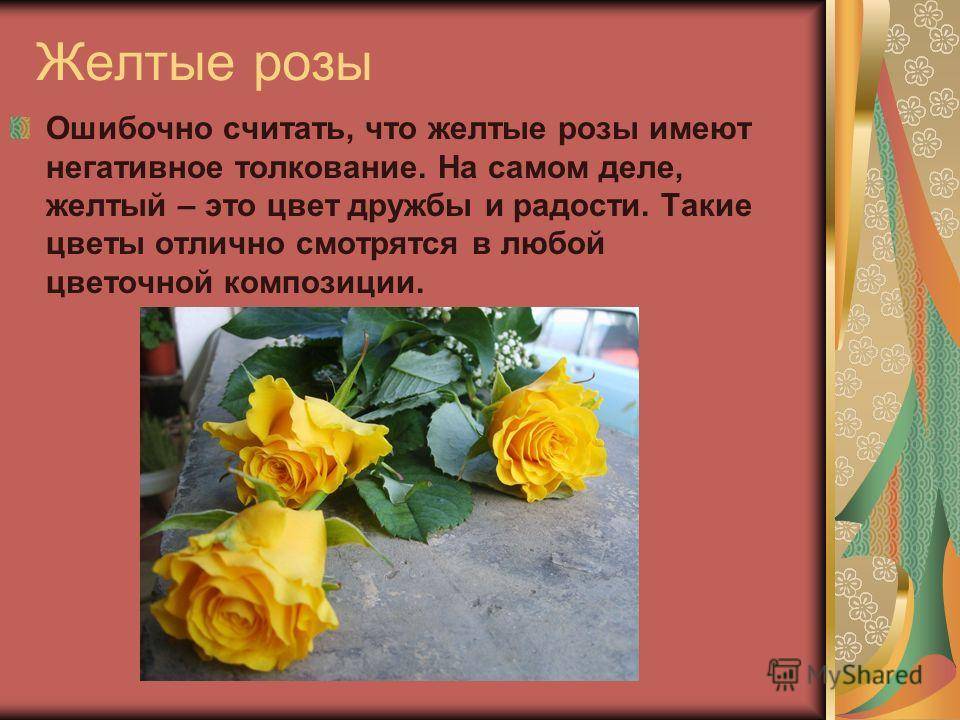 Белые и желтые розы: значение на языке цветов