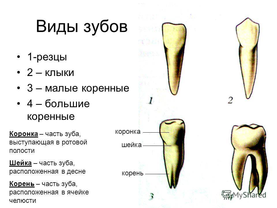 Как отличить молочный зуб от коренного | стоматологическая клиника «дентал эффект»
