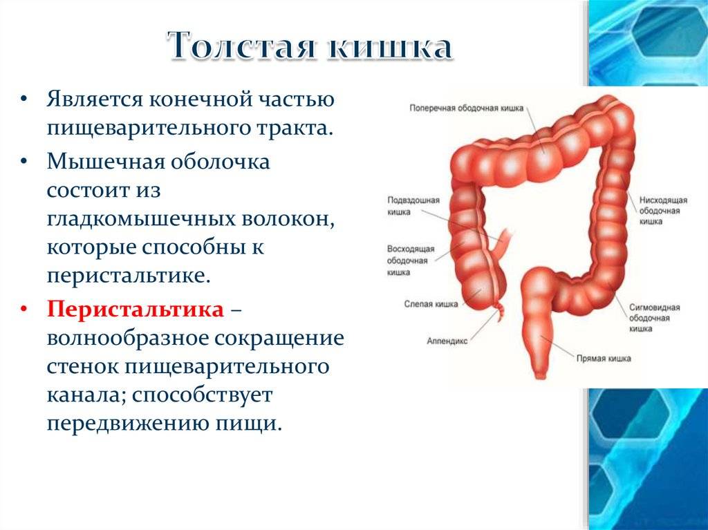 Как устроен кишечник?