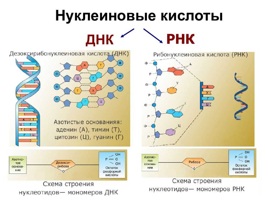 Отличия белков и нуклеиновых кислот — структура, функции, роль в жизнедеятельности организмов