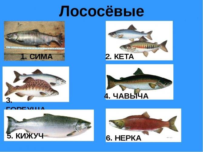 Какая рыба сочнее кета или горбуша. чем кета отличается от семги: особенности и различия