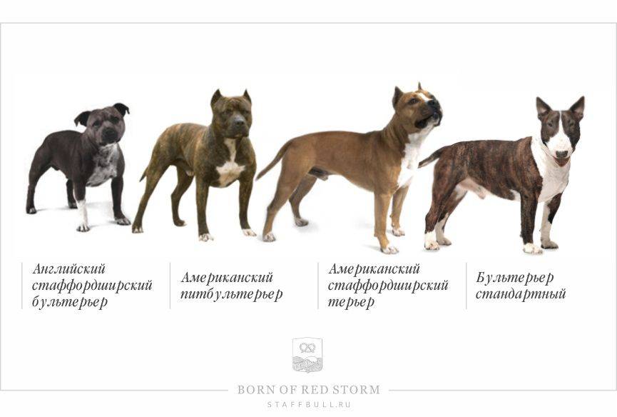 Чем отличается амстафф от стаффа — основные отличия