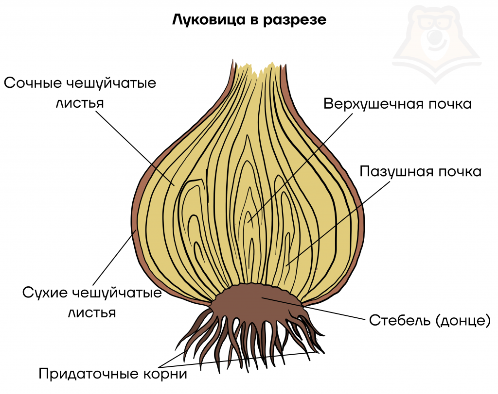 Корневище. клубень. луковица
